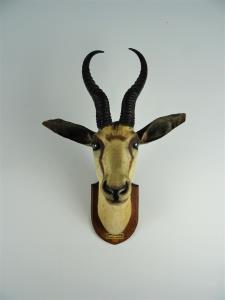 EDWARD GERRARD & SONS TAXIDERMY SPRINGBUCK TROPHY HEAD